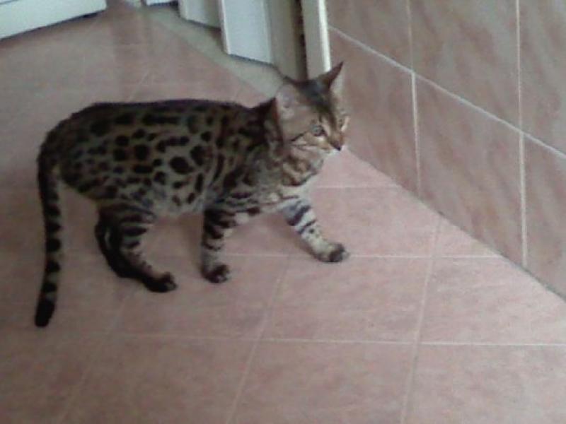  Gattogiaguaro