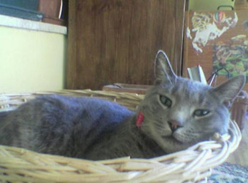  Chicca la gattina