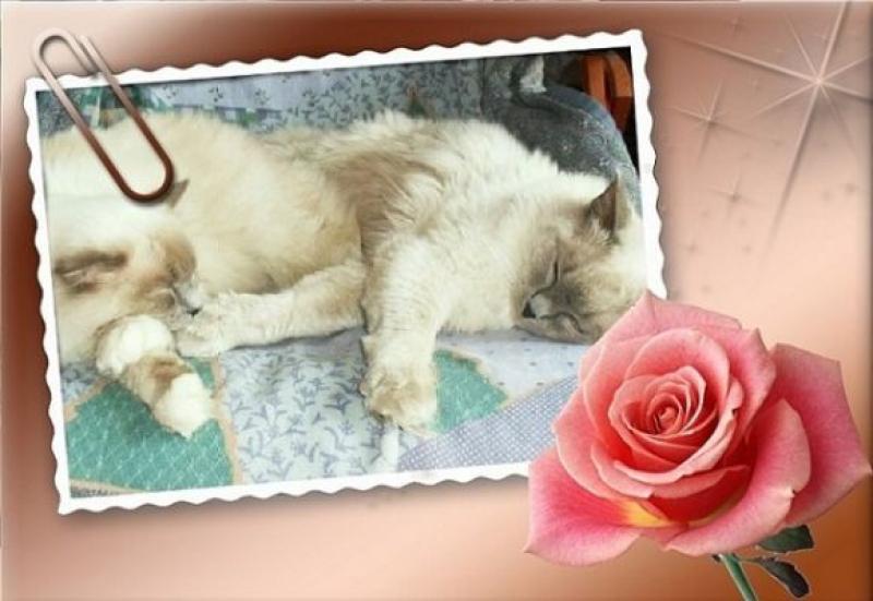  Bellissimi gatti Ragdoll