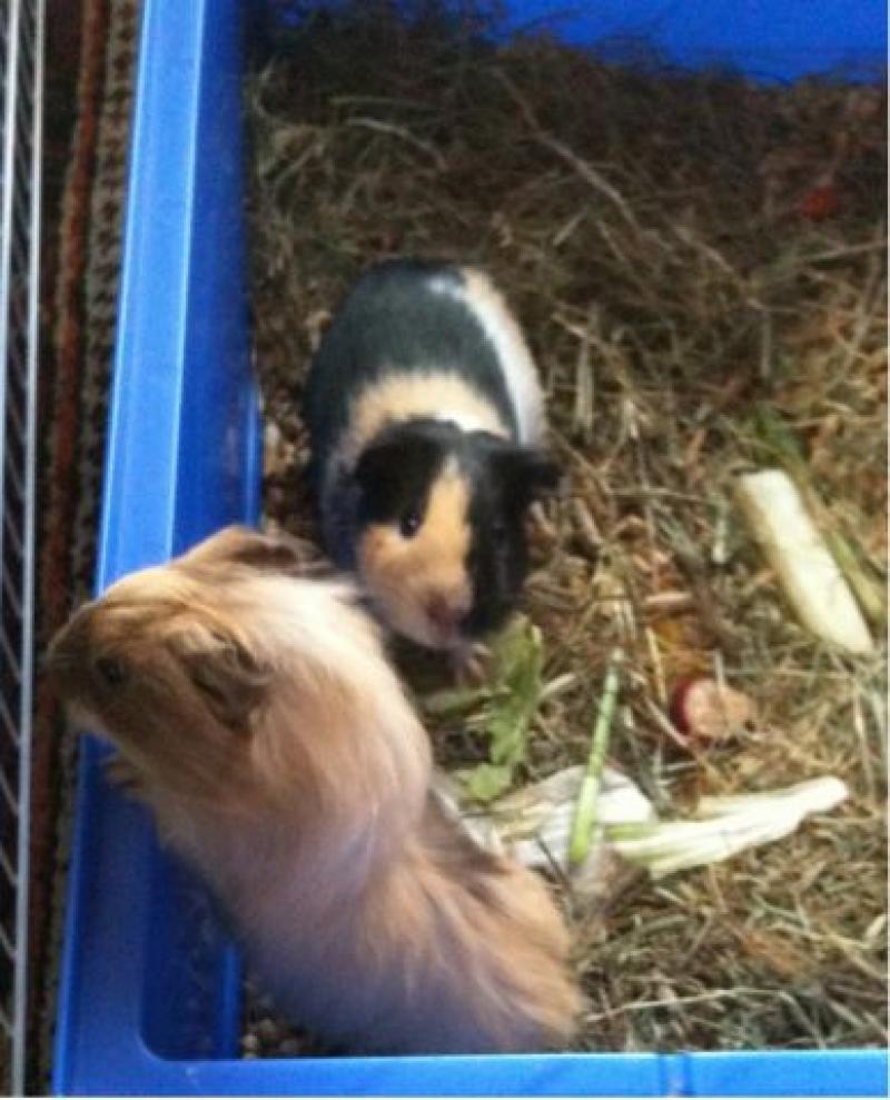  Caspian & Fersen
