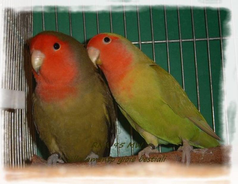  Gioie Bestiali Inseparabili