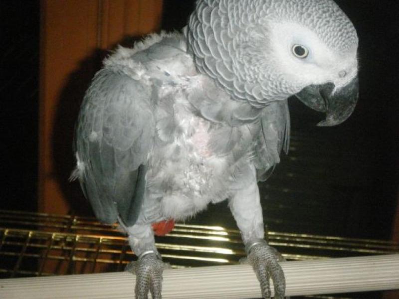  Marco il mio cenerino