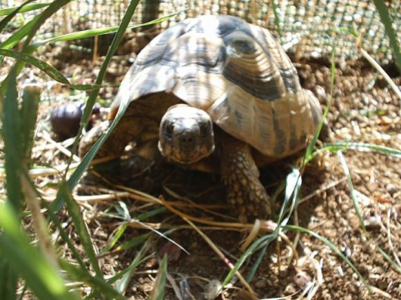  Testuggini corazzate
