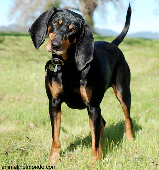 Black and Tan Coonhound