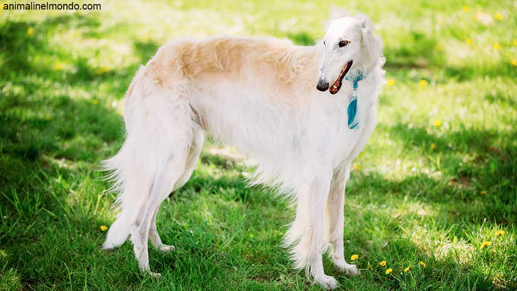 Borzoi