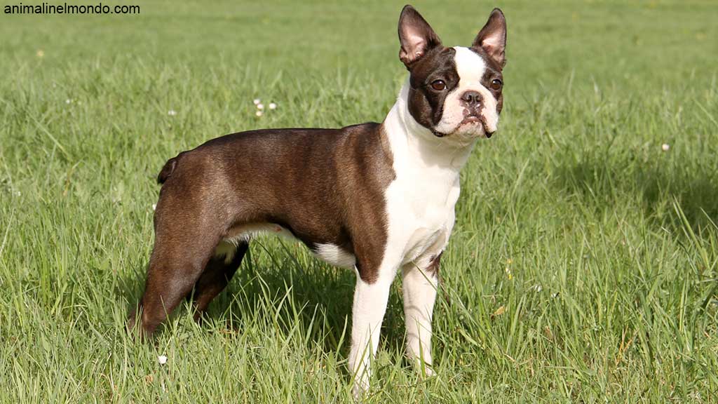 Boston Terrier