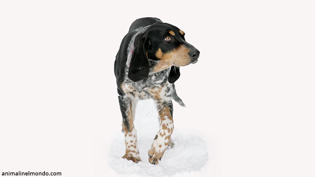 Bracco blue d'Auvergne