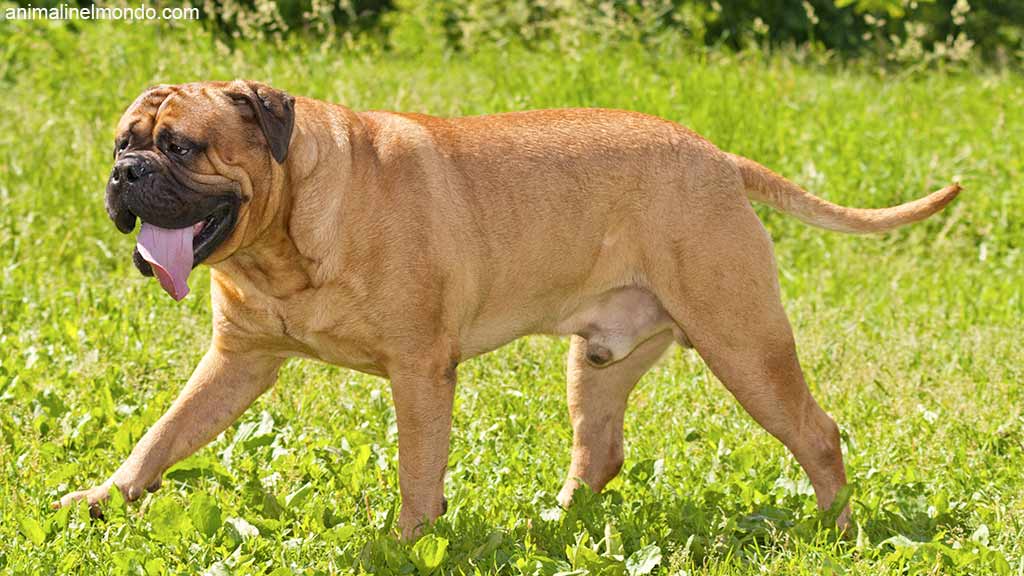 Bullmastiff