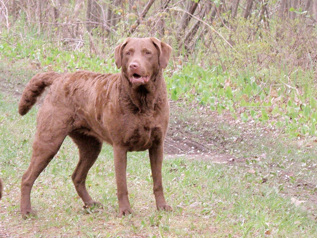 Chesapeake Bay Retriever