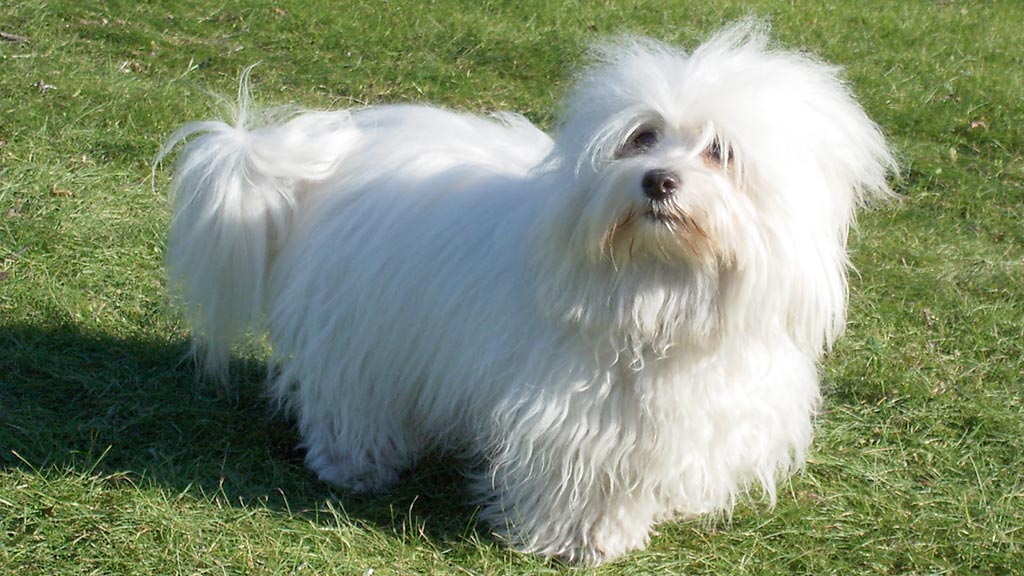Coton de Tulear