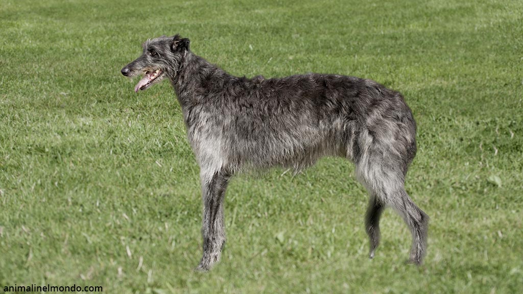 Deerhound