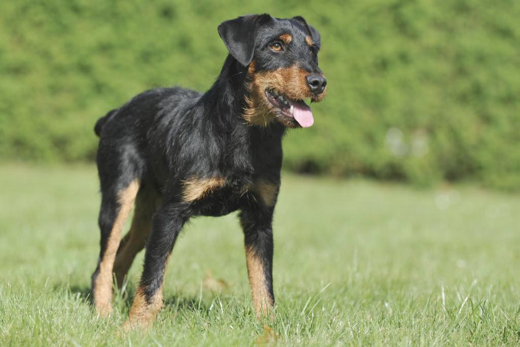 Deutscher Jagd Terrier