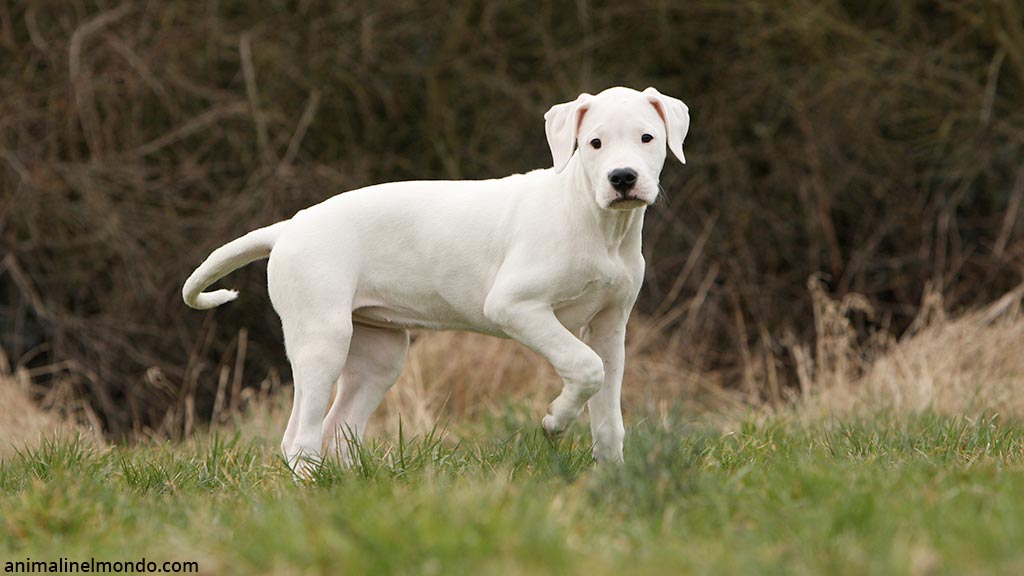 Dogo Argentino