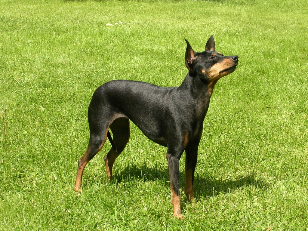 English toy terrier black and tan