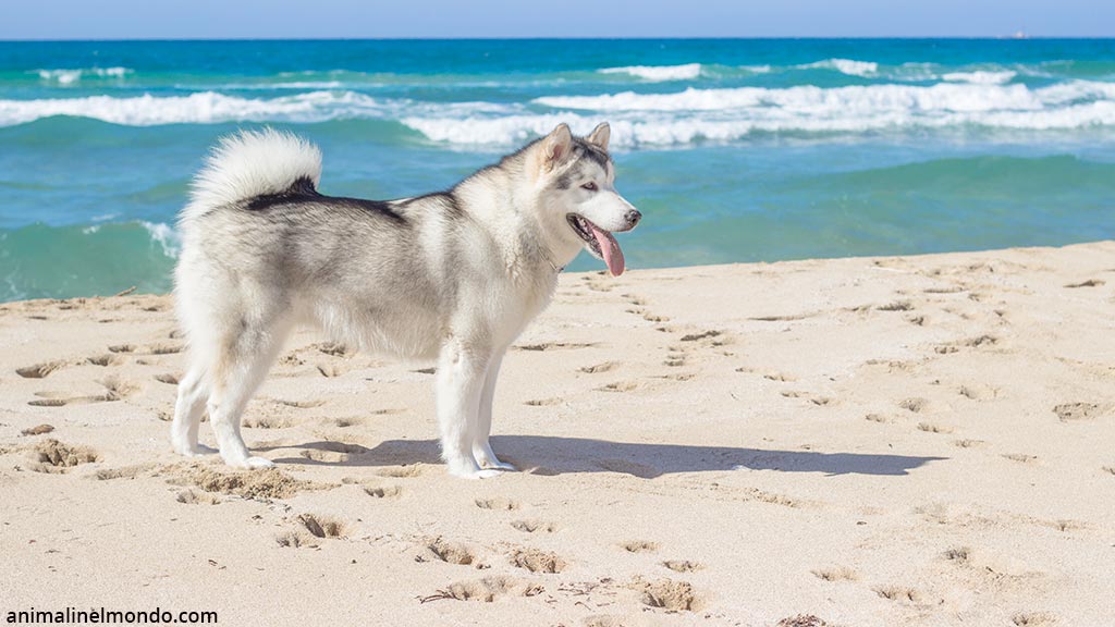 Eskimo dog