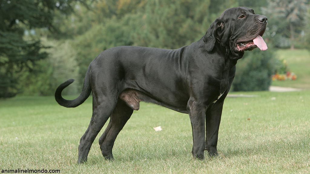 Fila Brasileiro