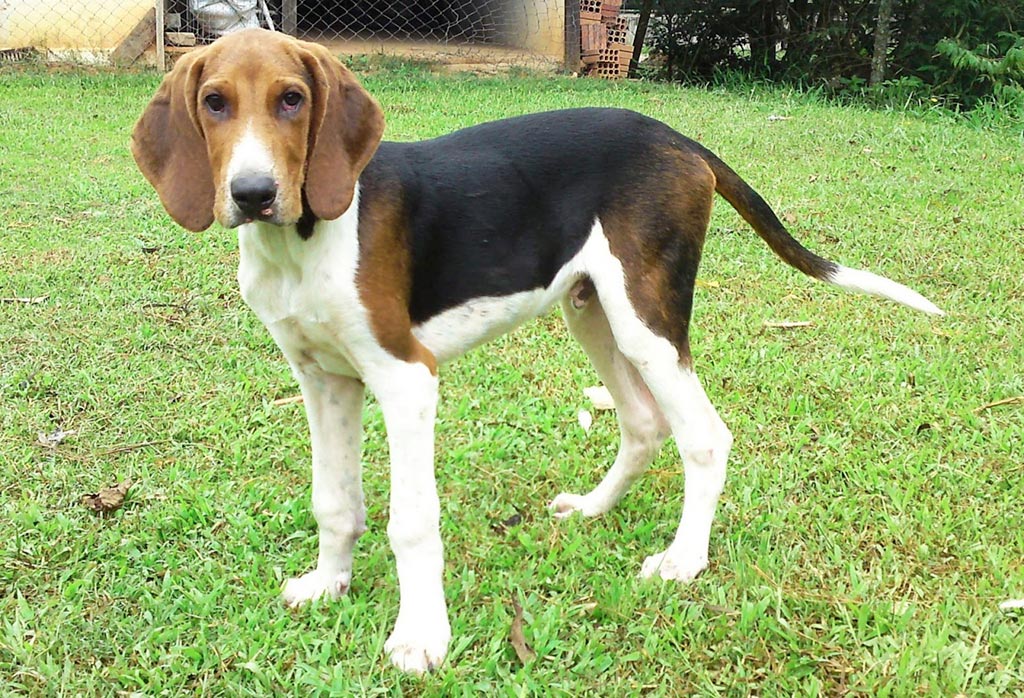 Foxhound americano