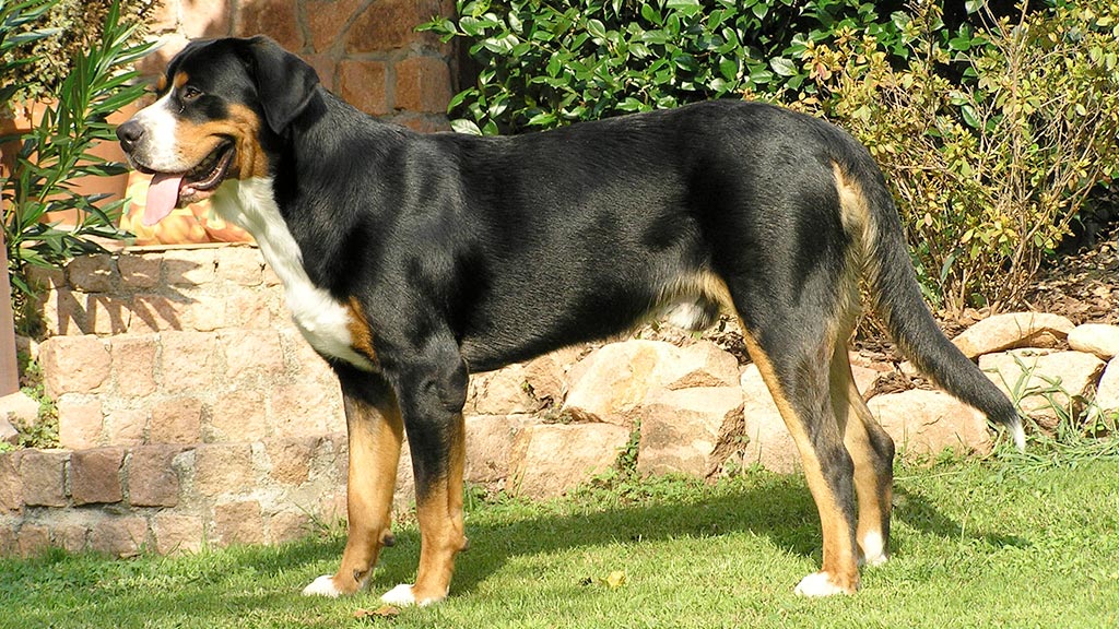 Grande Bovaro Svizzero
