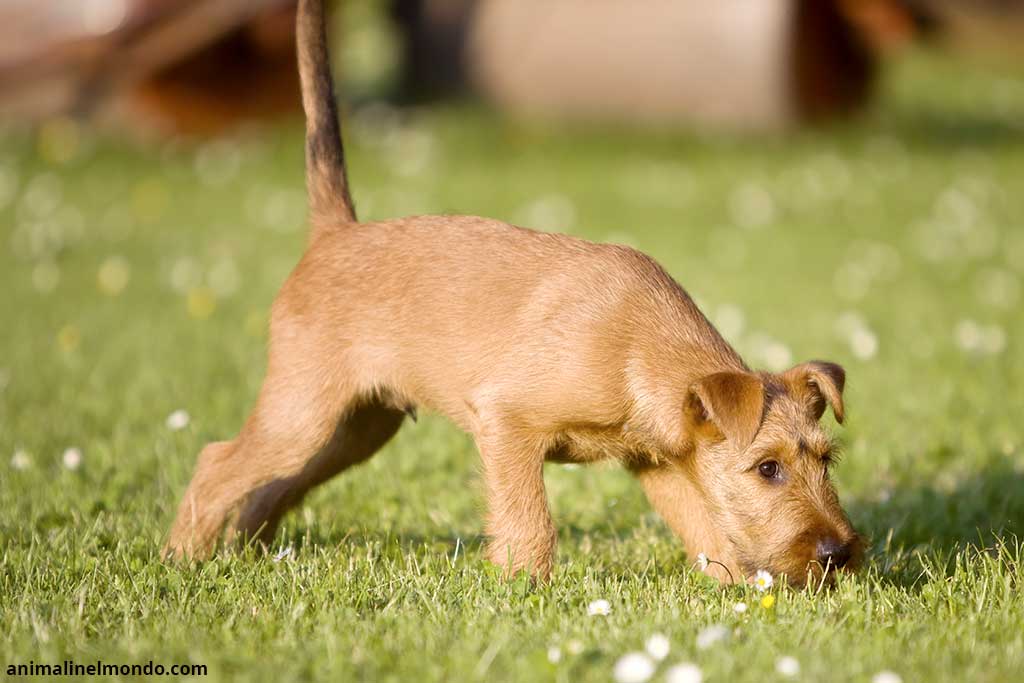 Irish Terrier