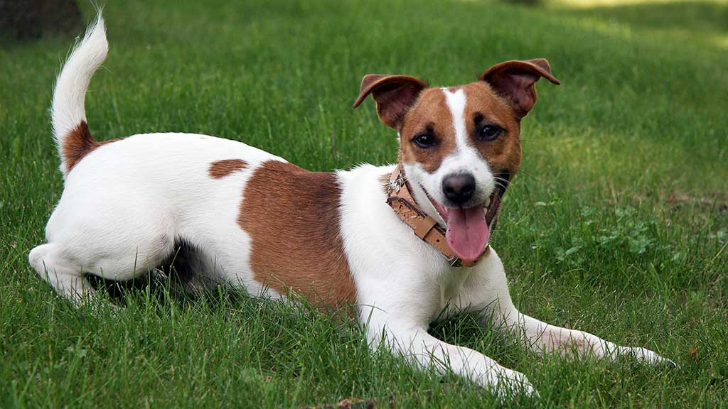 Jack Russell Terrier