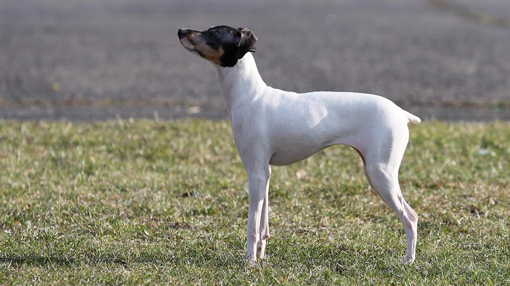 Japanese Terrier