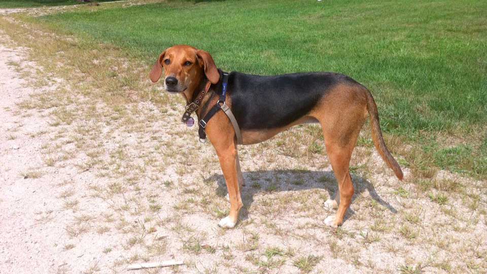 Kerry Beagle