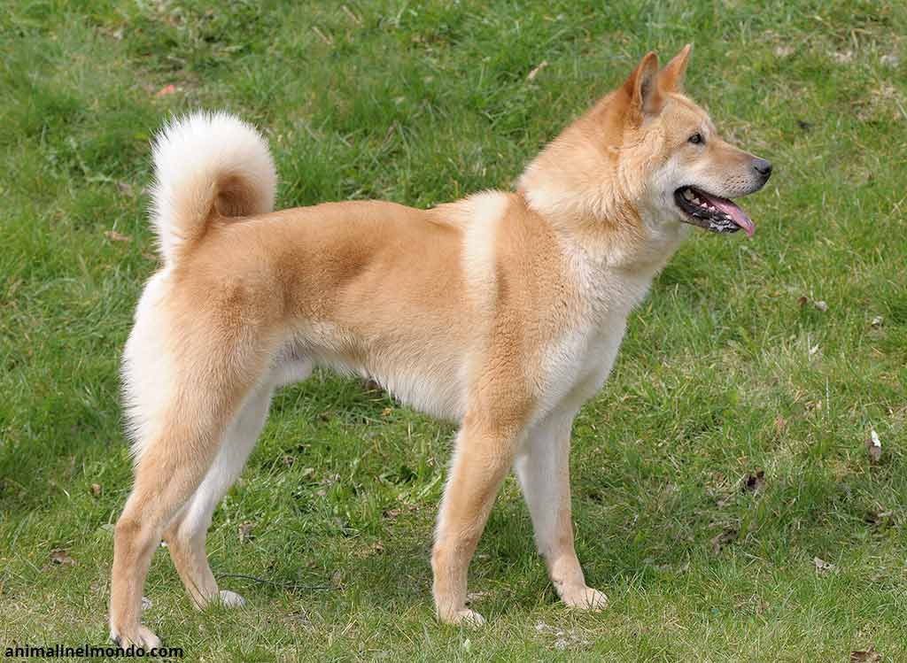 Korea Jindo Dog