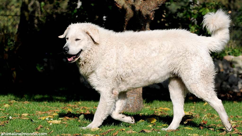Kuvasz