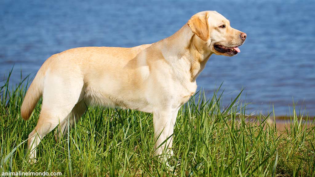 Labrador Retriever