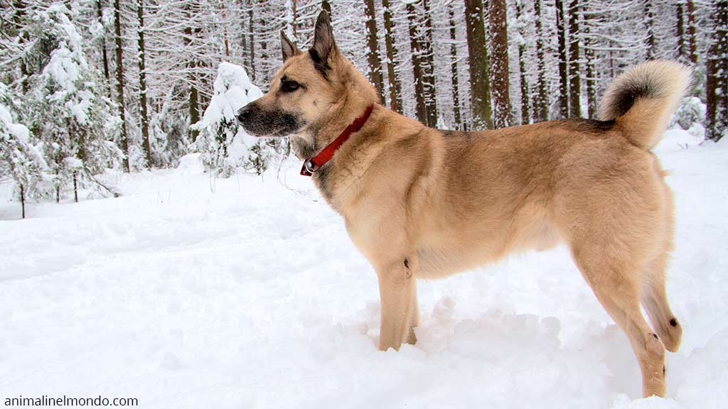 Laika della Siberia occidentale