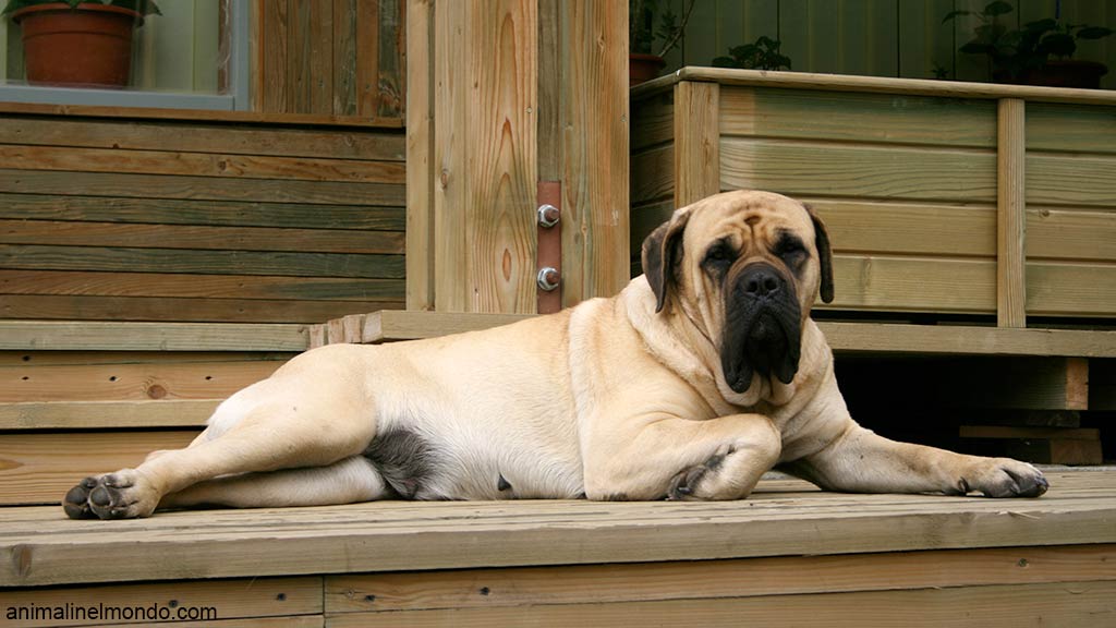 Mastiff