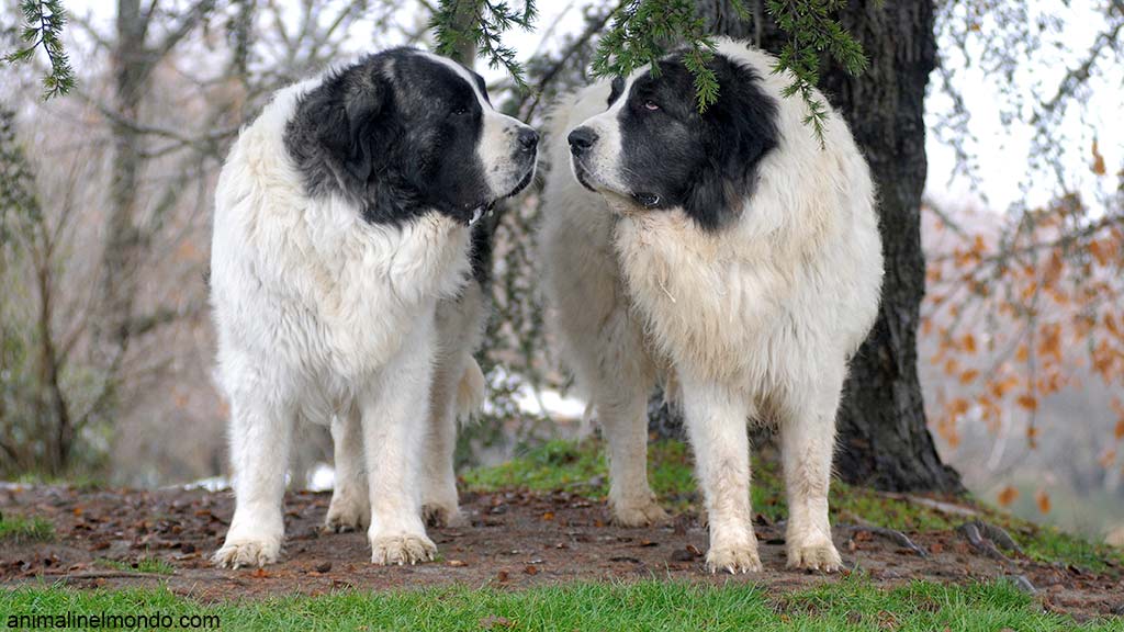 Mastino dei Pirenei