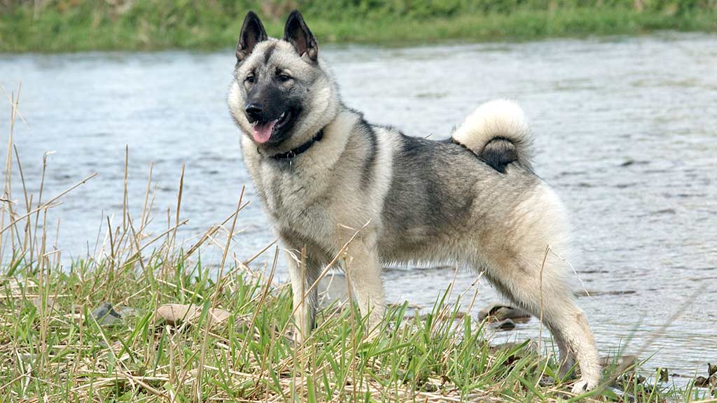 Norsk Elghund Grigio