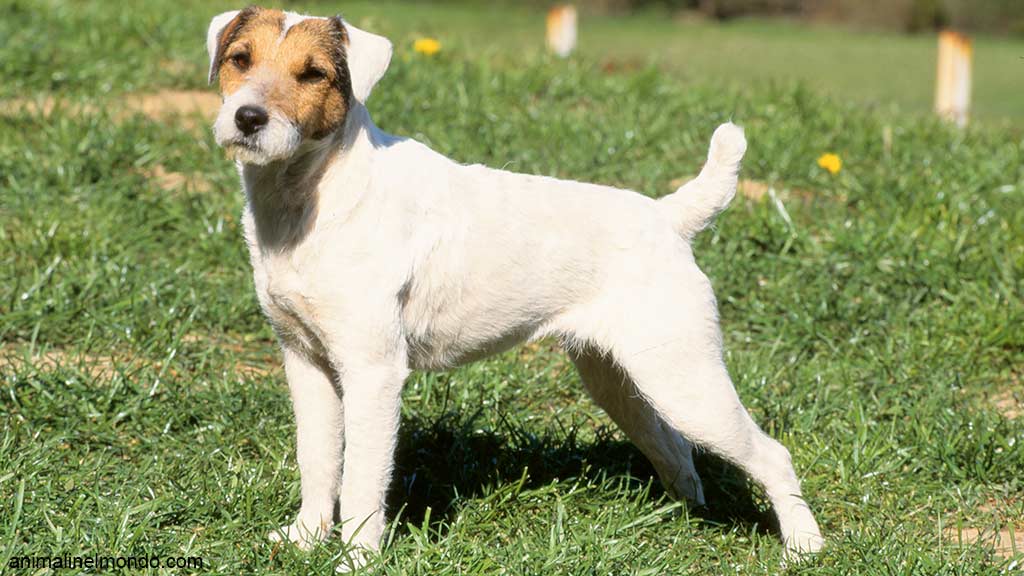 Parson Jack Russel Terrier