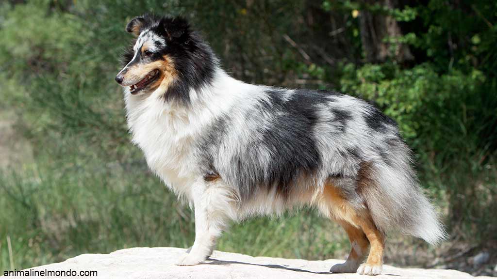 Pastore Scozzese Shetland