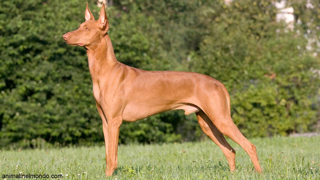 Pharaoh Hound