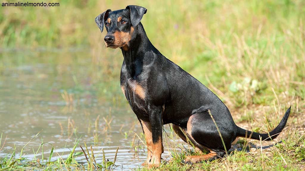 Pinscher