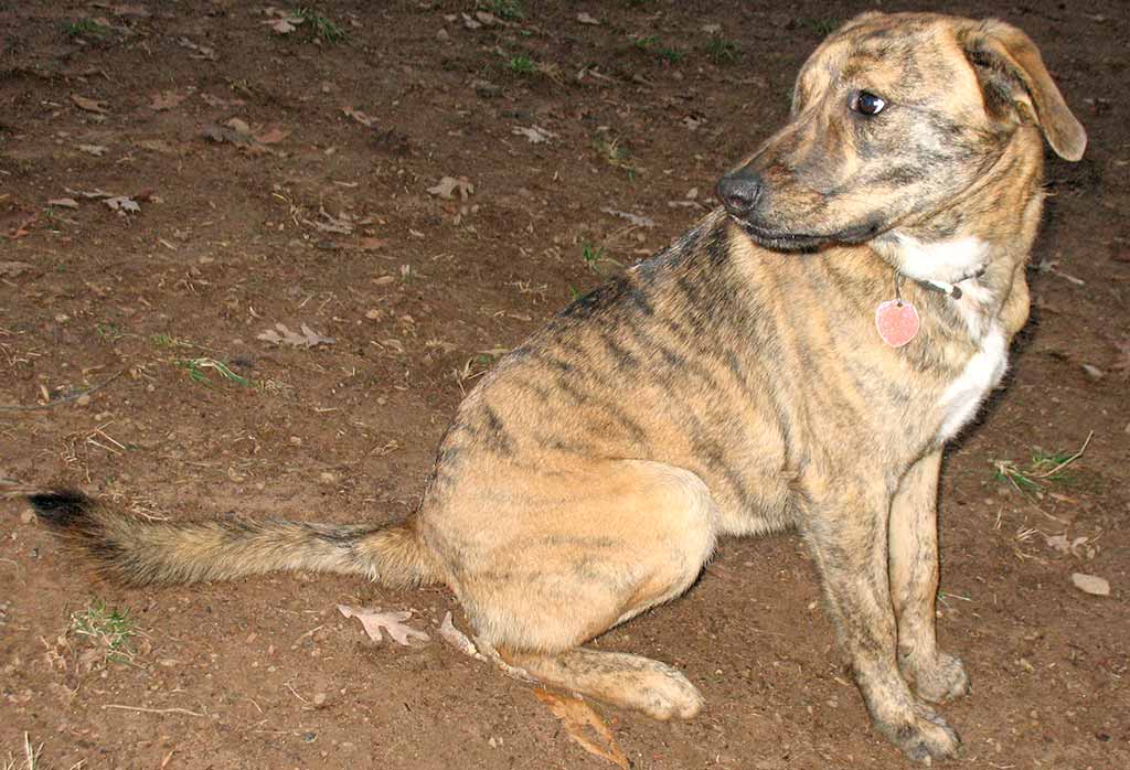 Plott Hound