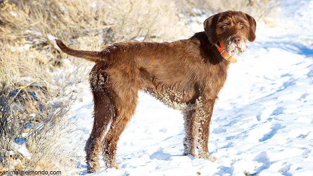 Pudelpointer