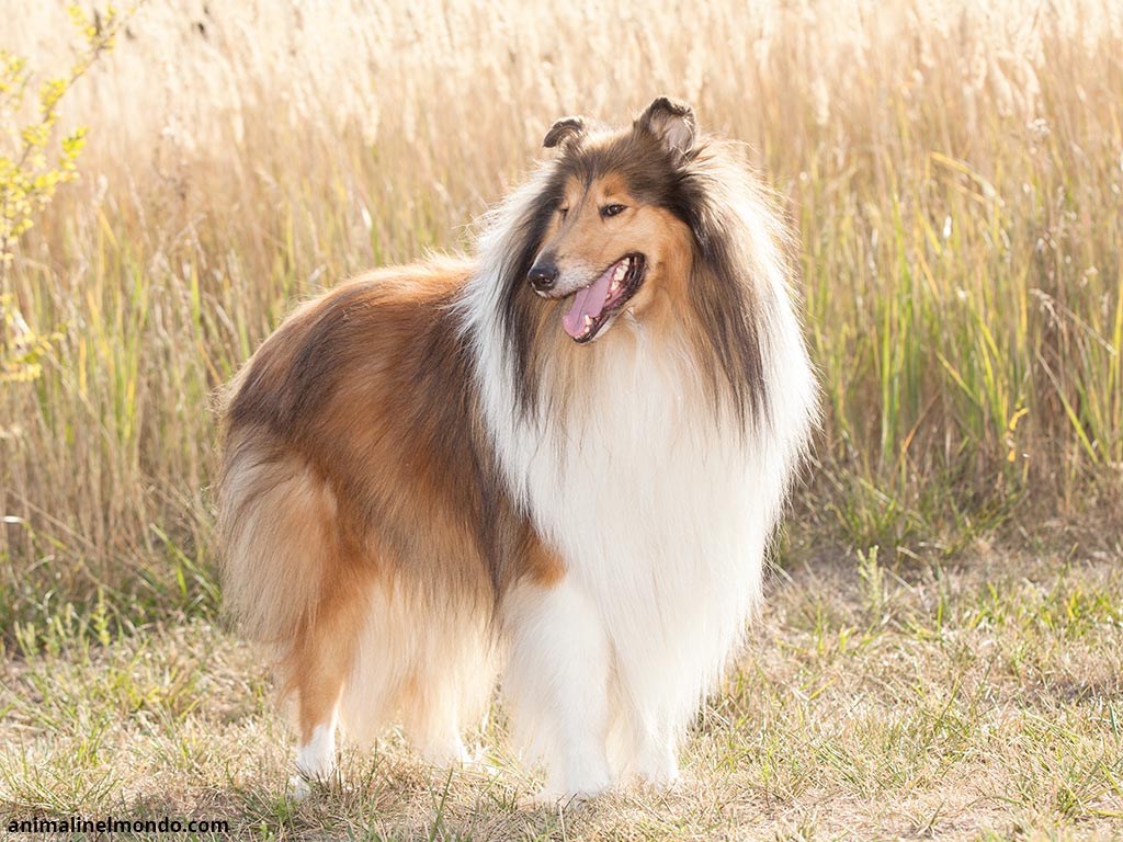 Rough Collie