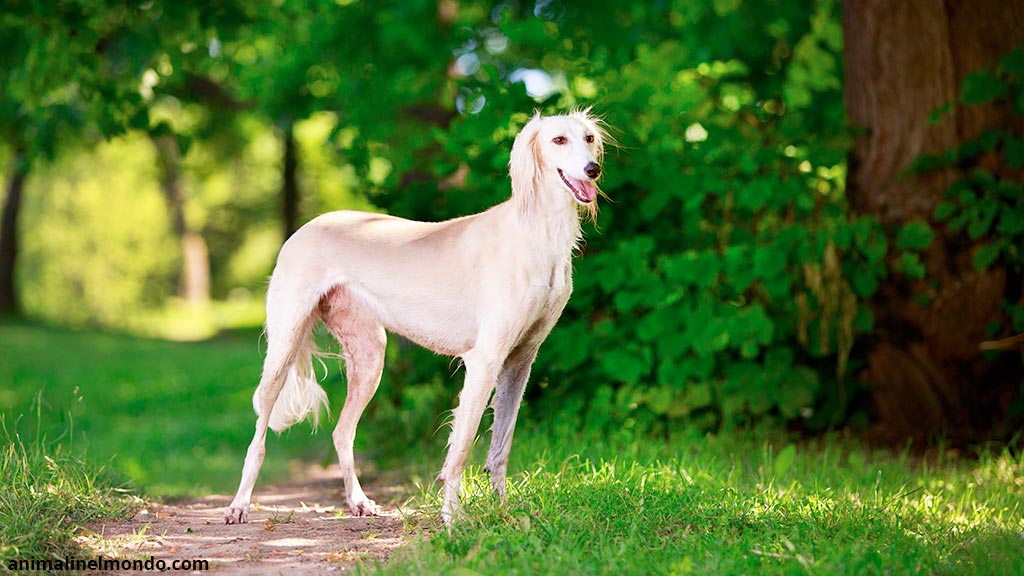 Saluki