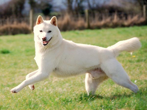 Sanshu