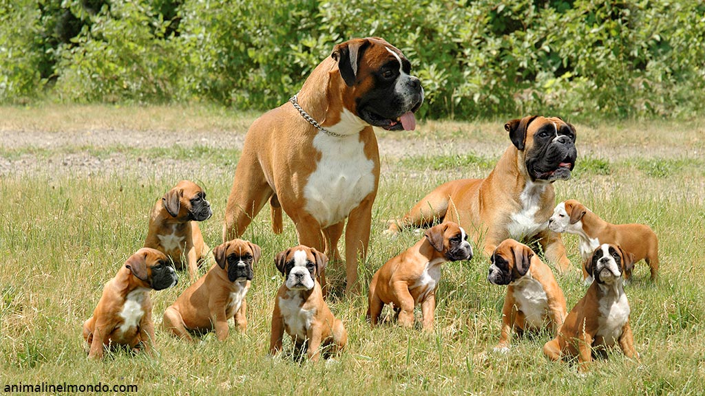 Boxer