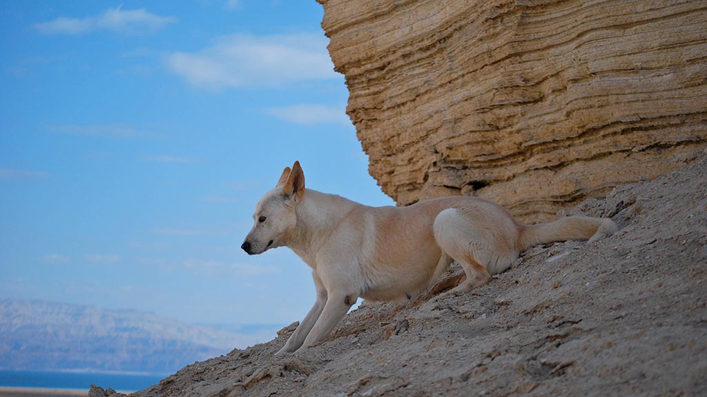 Canaan Dog