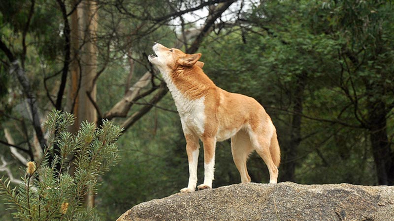 Cane canoro