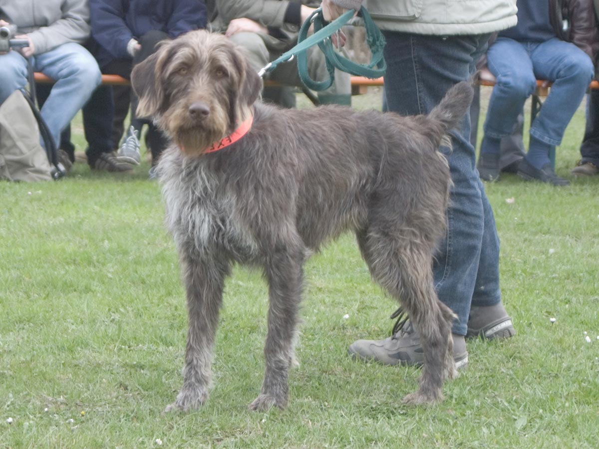 Cane da ferma a pelo ruvido