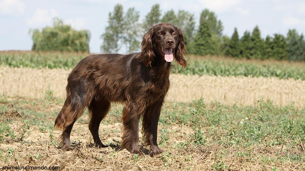Cane da ferma a pelo lungo