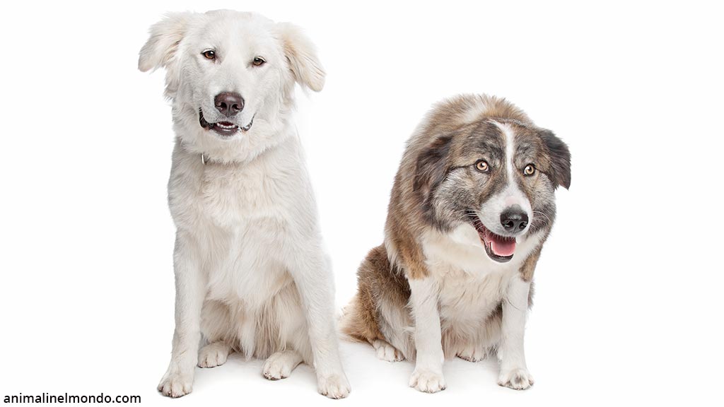 Cani Atlas