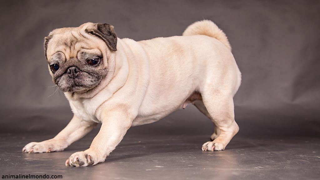 Carlino