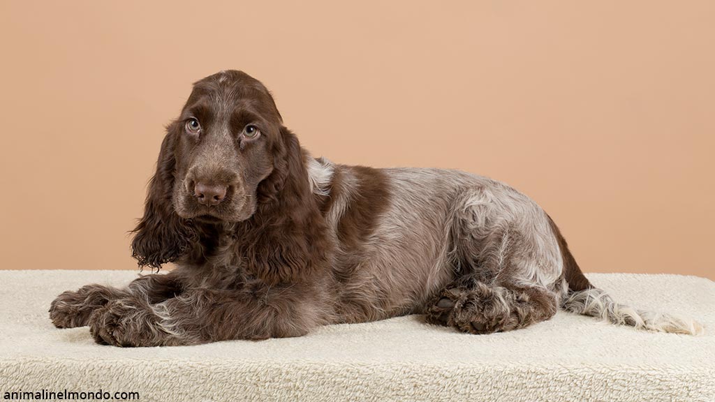 cocker spaniel inglese